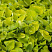 hosta-glehd-tidings-hosta-glad-tidings-listya.jpg
