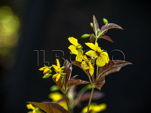 verbejnik-resnitchatyj-fajrkreker-lysimachia-ciliata-firecracker-socvetie.jpg