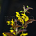 verbejnik-resnitchatyj-fajrkreker-lysimachia-ciliata-firecracker-socvetie.jpg
