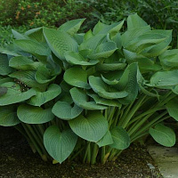 Хоста 'Ти Рекс' (Hosta 'Ti Rex')