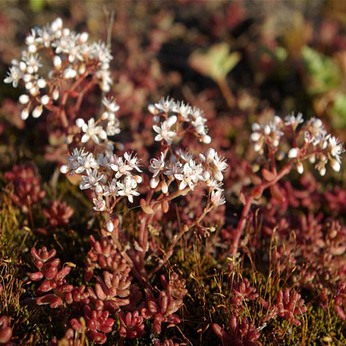 ochitok-belyj-murale-sedum-album-murale-cvetok