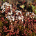 ochitok-belyj-murale-sedum-album-murale-cvetok