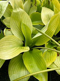 Хоста 'Сам энд Субстанс' (Hosta 'Sum and Substance')