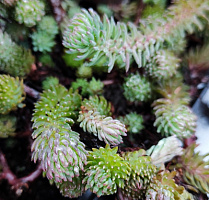 Очиток круглый (Sedum in sorten)