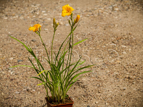 lilejnik-tekhas-sanlajt-hemerocallis-texas-sunlight-sazhenec.jpg