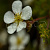Лапчатка кустарниковая 'Абботсвуд' (Potentilla fruticosa 'Abbotswood')