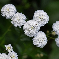Тысячелистник птармика 'Жемчужница'  (Achillea ptarmica 'The Pearl' )