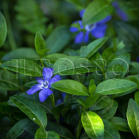 Барвинок малый (Vinca minor)