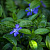 Барвинок малый (Vinca minor)