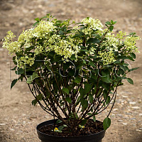 Гортензия метельчатая 'Бобо' (Hydrangea paniculata 'Bobo')
