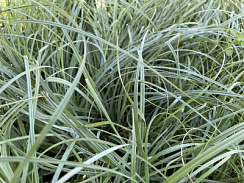 Овсяница сизая (Festuca glauca)