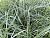 Овсяница сизая (Festuca glauca)