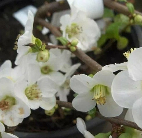 Айва (Хеномелес) великолепная 'Nivalis' (Chaenomeles superba 'Nivalis')