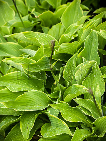 hosta-regal-splendor-hosta-regal-splendor-rastenie.jpg
