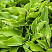 hosta-regal-splendor-hosta-regal-splendor-rastenie.jpg