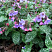 medunica-gibridnaya-smoki-blyu-pulmonaria-hybrida-smokey-blue-mnogoletnee-travyanistoe-rastenie