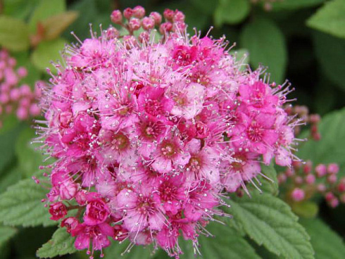 Спирея японская 'Manon' (Spiraea japonica 'Manon')
