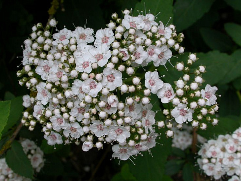 Спирея фрича (Spiraea fritschiana)