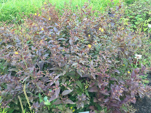 verbejnik-resnitchatyj-fajrkreker-lysimachia-ciliata-firecracker-klumba.jpg