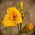 lilejnik-tekhas-sanlajt-hemerocallis-texas-sunlight-cvetok.jpg
