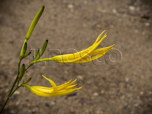 lilejnik-limonno-zheltyj-hemerocallis-citrina-socvetie.jpg