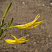 lilejnik-limonno-zheltyj-hemerocallis-citrina-socvetie.jpg