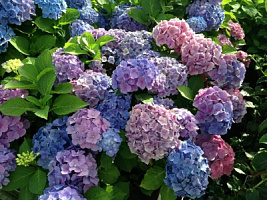 Гортензия крупнолистная 'Букет Роуз' (Hydrangea macrophylla 'Bouquet Rose')
