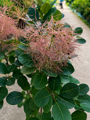 Скумпия кожевенная 'Мэджикал Торч' (Cotinus coggygria 'Magical Torch')
