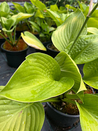 Хоста 'Лейксайд Мэверик' (Hosta 'Lakeside Maverick')