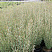 iva-purpurnaya-salix-purpurea-tonkie-gibkie-vetvi-krasnovatogo-ottenka