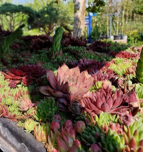 Рулонный многолетник Молодило (Sempervivum) 1