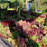 Рулонный многолетник Молодило (Sempervivum) 1