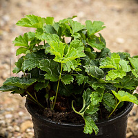 Вальдштения тройчатая (Waldstenia ternata)