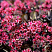 sedum-gibridnyj-bertram-anderson-sedum-hibrid-bertram-anderson-pochvopokrovnoe-rastenie