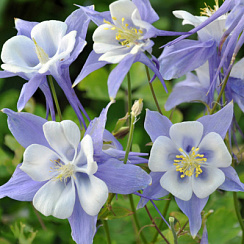 Аквилегия вееровидная "Камео Блю энд Уайт" (Aquilegia flabellata "Cameo Blue and White")