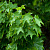 Клен остролистный (Acer platanoides )