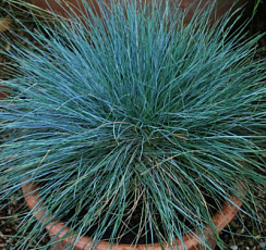 Овсяница сизая 'Фестина'  (Festuca glauca 'Festina')