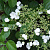 Гортензия черешковая 'Петиоларис' (Hydrangea anomale 'Petiolaris')