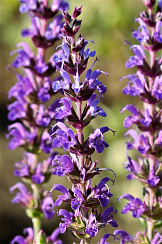 Шалфей обыкновенный (Salvia plebeia)