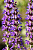 Шалфей обыкновенный (Salvia plebeia)