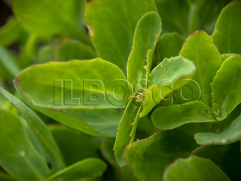 ochitok-vidnyj-herbstfrojde-sedum-spectabile-herbstfreude-listya.jpg