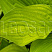 hosta-avgust-mun-hosta-august-moon-list.jpg