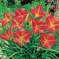 Лилейник 'Ред Рам' (Hemerocallis 'Red Rum')