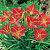 Лилейник 'Ред Рам' (Hemerocallis 'Red Rum')
