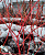 Дерен кроваво-красный 'Винтер Бьюти' (Cornus sanguinea 'Winter Beauty')