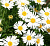 Астра альпийская 'Уайт' (Aster alpinus)