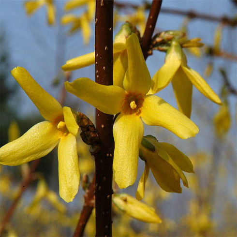 forziciya-promezhutochnaya-linvud-forsythia-intermedia-lynwood-cvety.jpg