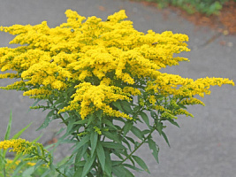 Золотарник гибридный 'Нана Новет' (Solidago hybridum 'Nana noweth')