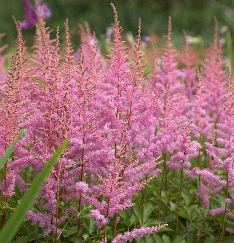Астильба Арендса ‘Amethyst’ (Astilbe arendsii ‘Amethyst’)