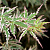 Клен веерный 'Батерфляй' (Acer palmatum 'Butterfly')